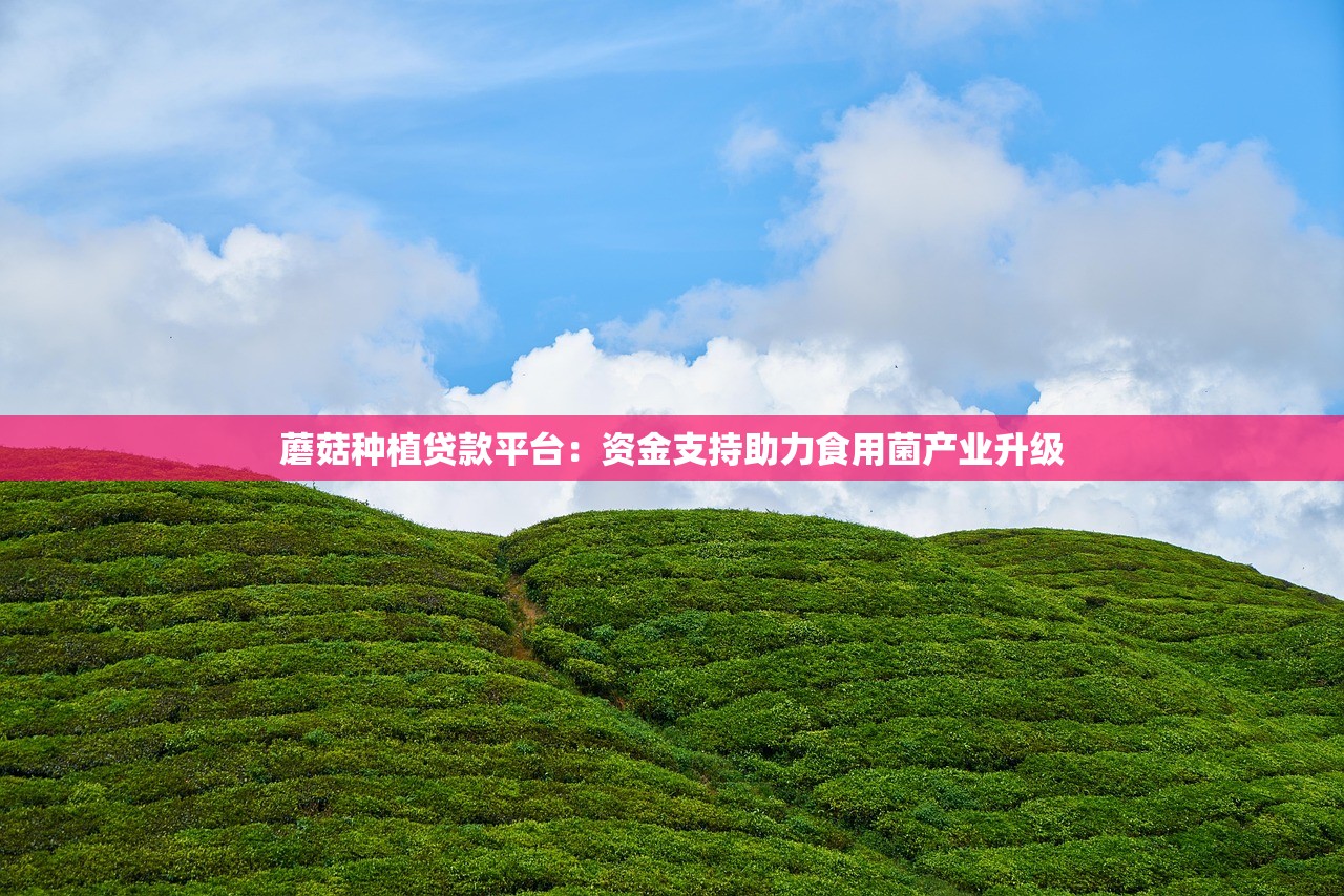 蘑菇种植贷款平台：资金支持助力食用菌产业升级