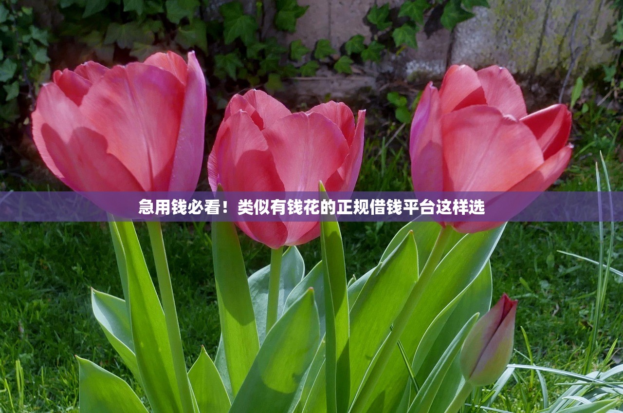 急用钱必看！类似有钱花的正规借钱平台这样选