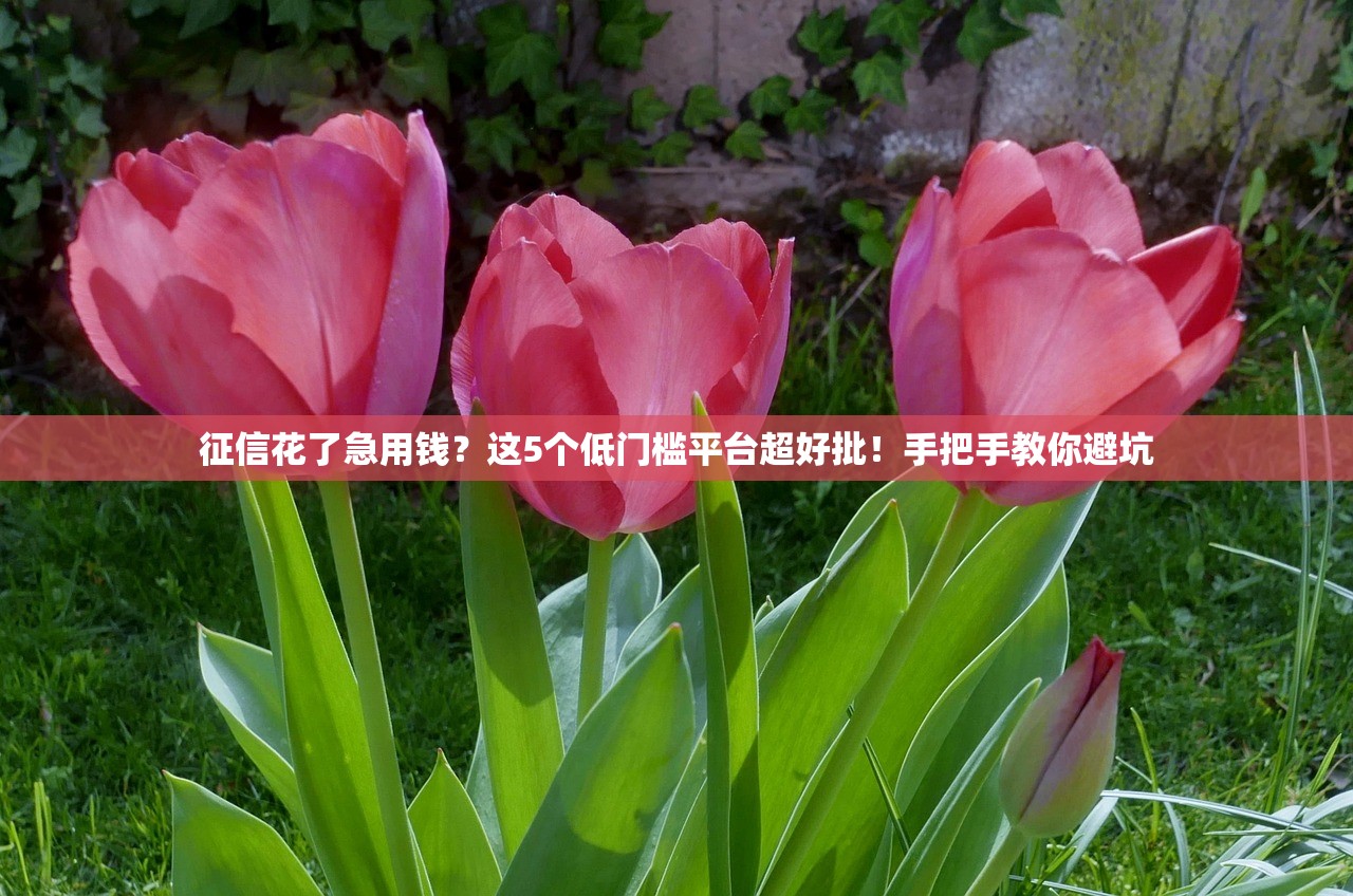 征信花了急用钱?这5个低门槛平台超好批!手把手教你避坑 征信花了急用钱?这5个低门槛平台超好批!手把手教你避坑