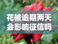 花被逾期两天会影响征信吗？这些后果你必须知道