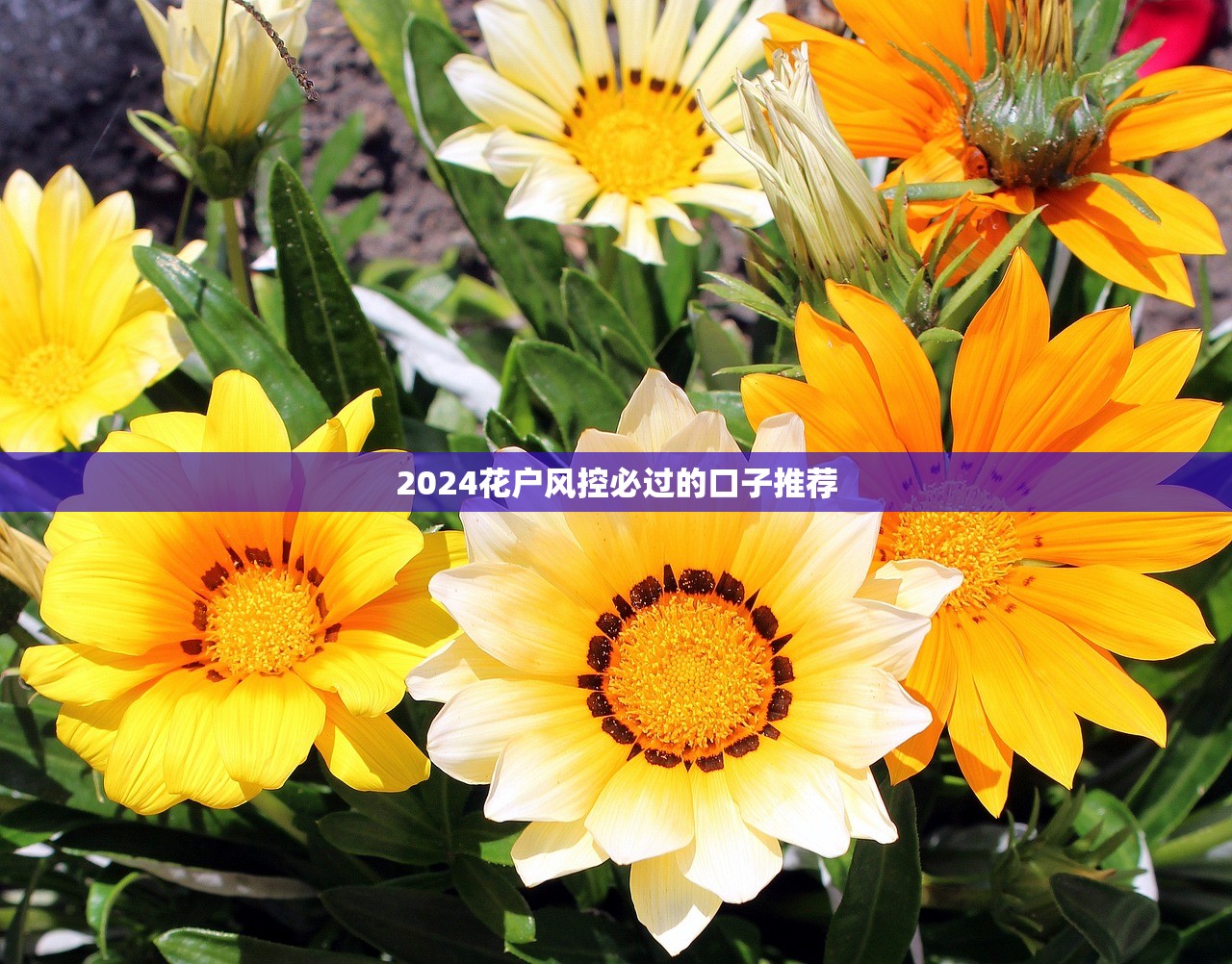 2024花户风控必过的口子推荐