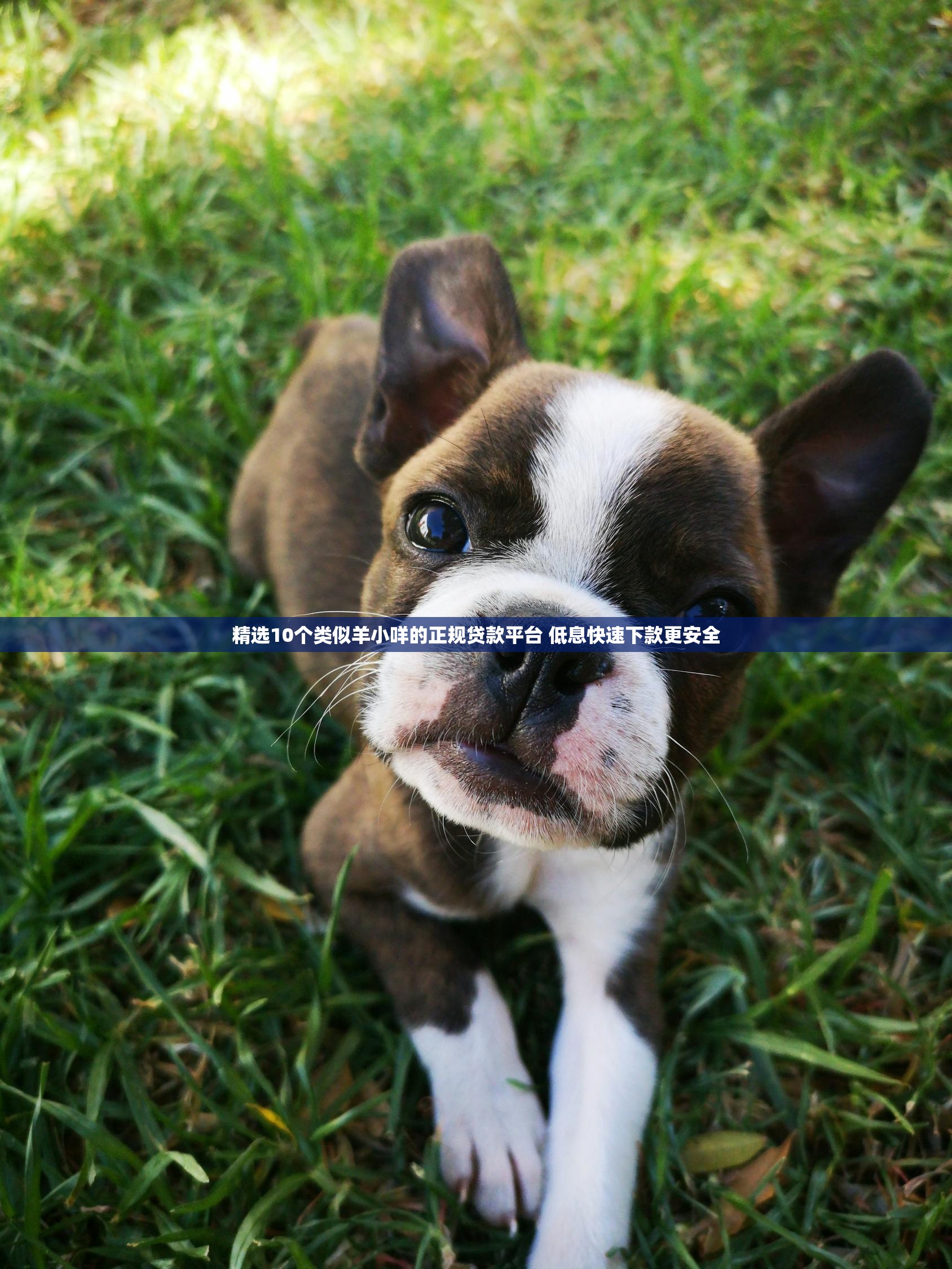 精选10个类似羊小咩的正规贷款平台 低息快速下款更安全