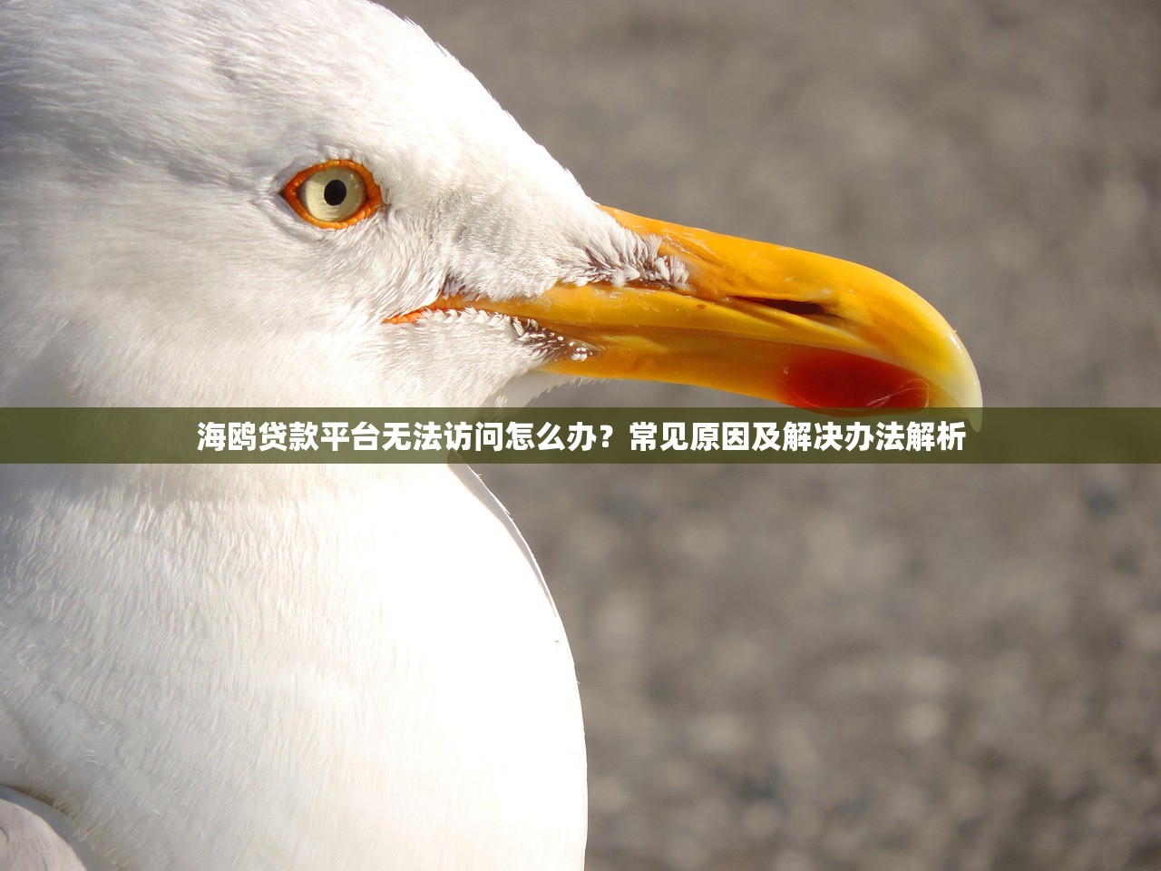 海鸥贷款平台无法访问怎么办？常见原因及解决办法解析