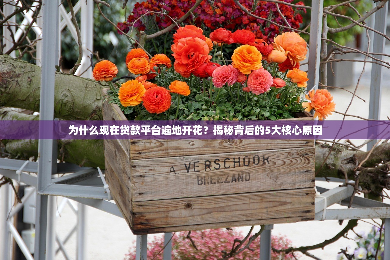 为什么现在贷款平台遍地开花?揭秘背后的5大核心原因 为什么现在贷款平台遍地开花?揭秘背后的5大核心原因