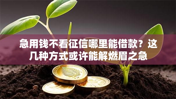 急用钱不看征信哪里能借款？这几种方式或许能解燃眉之急