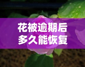 花被逾期后多久能恢复使用？关键因素一次说清！