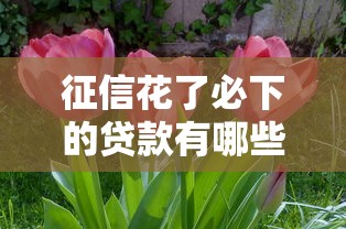 征信花了必下的贷款有哪些？这几类平台审核门槛低