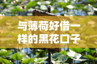 与薄荷好借一样的黑花口子靠谱吗？这些隐藏风险你必须知道