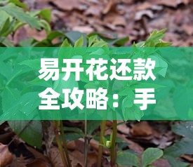 易开花还款全攻略：手把手教你灵活处理贷款难题