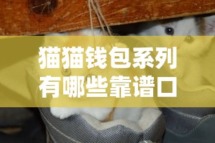 猫猫钱包系列有哪些靠谱口子？深度解析实用借款攻略分享