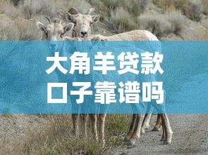 大角羊贷款口子靠谱吗？手把手教你避坑+选对渠道的实用技巧