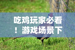 吃鸡玩家必看!游戏场景下的贷款口子选择实战攻略 吃鸡玩家必看!游戏场景下的贷款口子选择实战攻略