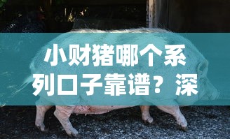 小财猪哪个系列口子靠谱?深度解析隐藏的贷款技巧! 小财猪哪个系列口子靠谱?深度解析隐藏的贷款技巧!